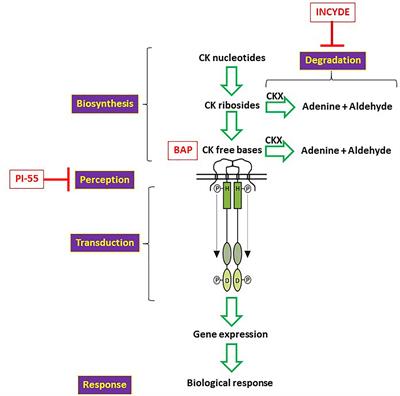 A Stimulatory Role for Cytokinin in the Arbuscular Mycorrhizal Symbiosis of Pea